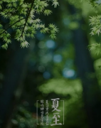 夏至未至，盛夏已至